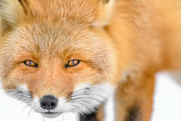 Japanese red fox in the snow close up portrait - 322196062