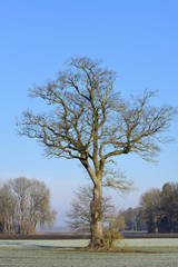 Winter landscape shot with a bare oak tree standing in a meadow against a blue sky and with bare trees in the background