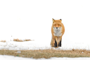 Japanese red fox standing in the brush and the snow in winter - 322196455
