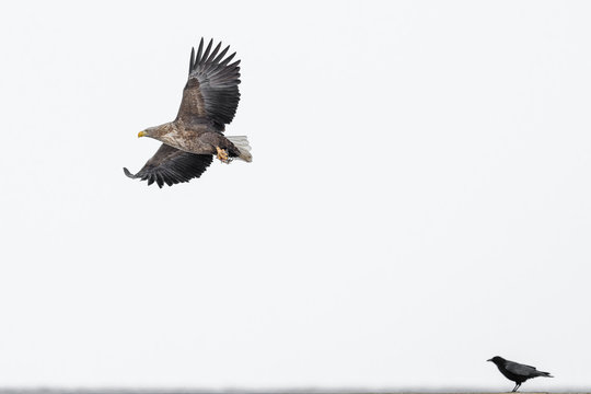white tailed sea eagle flying