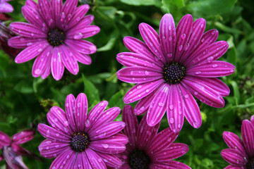 Magenta purple daisy and daisies in garden
