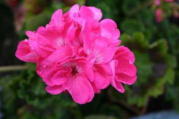 deep pink geranium flower wildflower