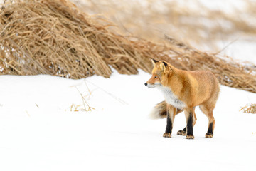 Japanese red fox standing in the brush and the snow in winter