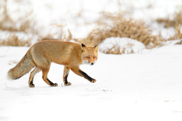 Japanese red fox standing in the brush and the snow in winter - 322197039