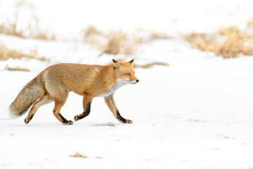 Fototapeta premium Japanese red fox standing in the brush and the snow in winter