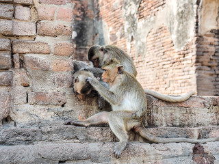 Monkey at Phra Prang Samyot Lopburi Thailand 