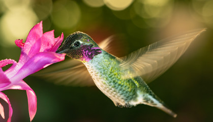Male hummingbird with colorful feather © FreebillyPhotography