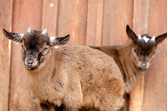 Kleine braune Bergziegen, zwei Jungtiere