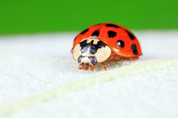 ladybug on green leaves, North China