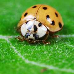 ladybug on green leaves, North China