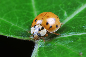 ladybug on green leaves, North China
