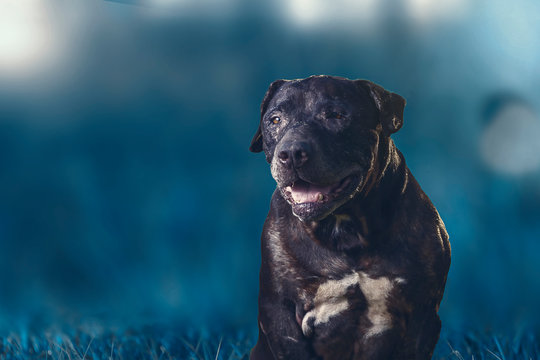 perro fine art colores retrato fotografía mascotas atardecer