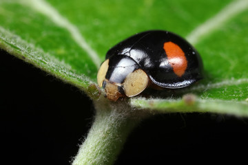 ladybug on green leaves, North China