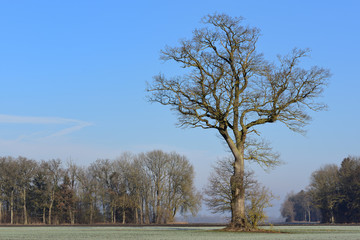 Landscape shot in winter with a bare oak tree standing against a blue sky and with bare trees in the background on a meadow, in landscape format