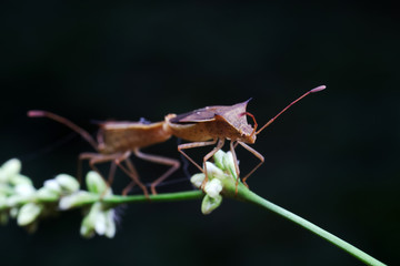 Stink bug on green leaves, North China