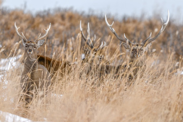 sika deer in the brush