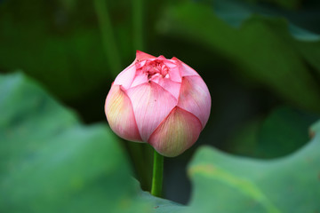 Lotus in a pond, northern China