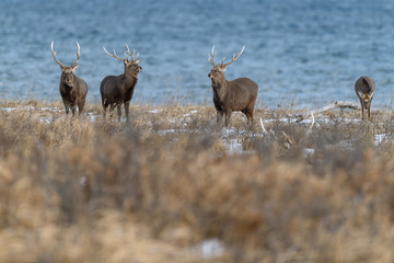 group of sika deer standing near the sea