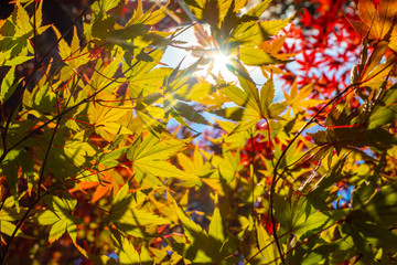 Japanese maple. The sun shines through the autumn leaves. Japanese maple leaf in the fall. The leaves of the tree turned yellow in the fall. The nature of Japan. Colorful trees.