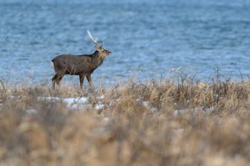 sika deer standing near the sea
