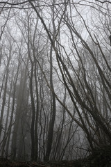 Gloomy winter day in the woods