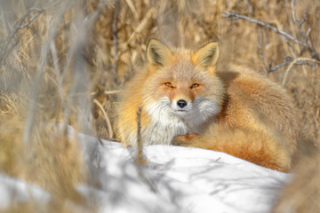 Japanese red fox resting in the brush and the snow in winter