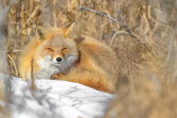 Japanese red fox resting in the brush and the snow in winter