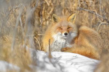 Japanese red fox resting in the brush and the snow in winter