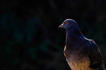 silhouette of pigeon in the park