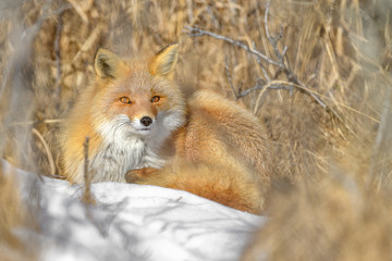 Japanese red fox resting in the brush and the snow in winter