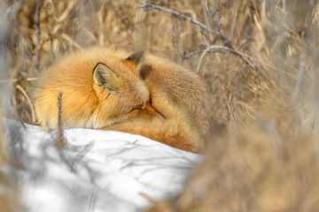 Japanese red fox resting in the brush and the snow in winter