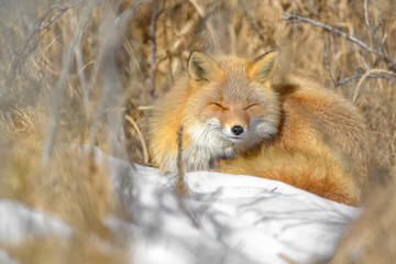 Japanese red fox resting in the brush and the snow in winter