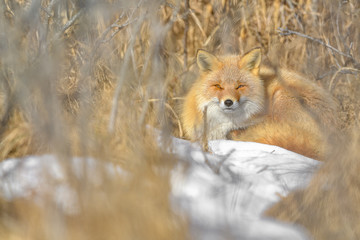 Fototapeta na wymiar Japanese red fox resting in the brush and the snow in winter