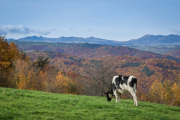 Vache noir et blanc et Massif du Sancy par une belle journ&eacute;e d'automne