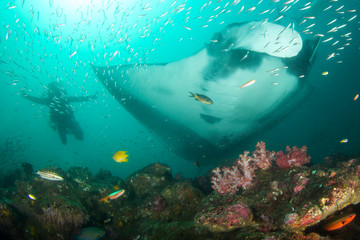 Fototapeta na wymiar Giant Manta Ray and scuba diver 