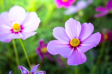 Fototapeta premium Beautiful Cosmos flowers in garden. Nature background.