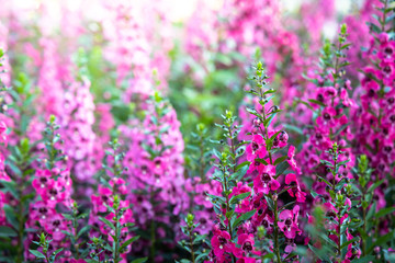 Obraz premium The background image of the colorful flowers