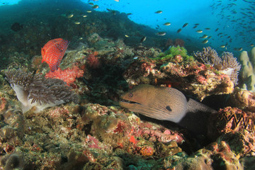 Giant Moray Eel on coral reef underwater 