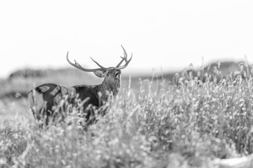 black and white portrait of a sika deer