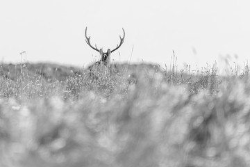 black and white portrait of a sika deer