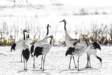 group of red crowned crane singing