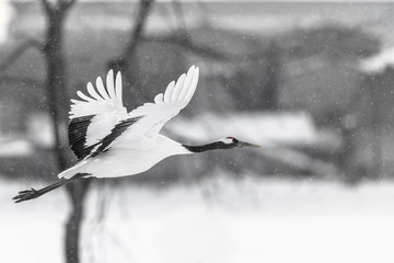 red crowned crane take off and fly © Godimus Michel