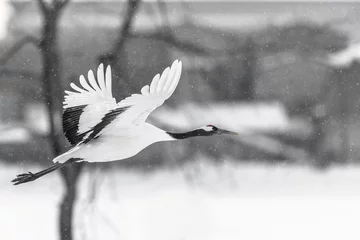Fotobehang Kraanvogels red crowned crane take off and fly  © Godimus Michel