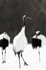 Obraz premium portrait of red crowned crane