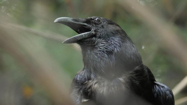 black raven close up