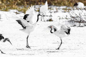 couple of red crowned crane dancing - 322202042