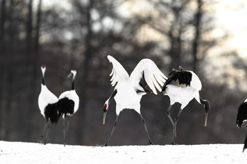 couple of red crowned crane dancing