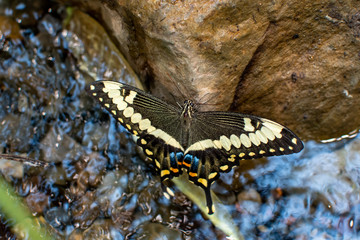A swallowtail butterfly clinging to a rock over a pond with ripples in the water.  It's bright colorful wings are fully open.