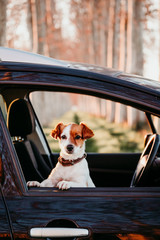 portrait of cute jack russell dog in a car at sunset. Travel concept