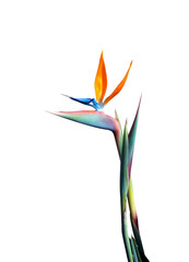 bird of paradise flower long stem isolated on a white background